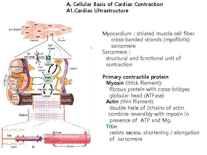 A. Cellular Basis of Cardiac Contraction A 1. Cardiac Ultrastructure Myocardium：striated muscle cell fiber