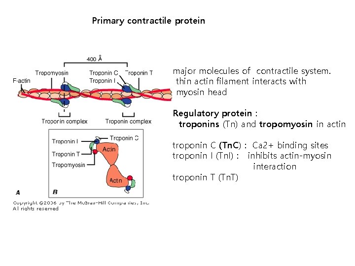 Primary contractile protein major molecules of contractile system. thin actin filament interacts with myosin