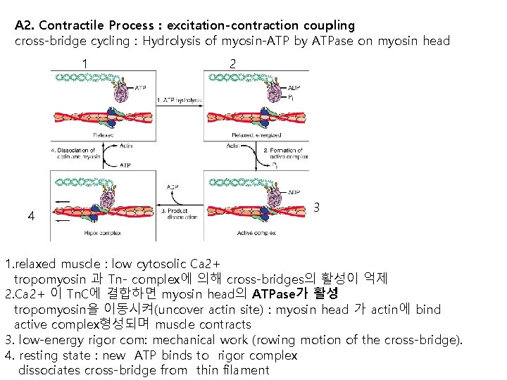 A 2. Contractile Process : excitation-contraction coupling cross-bridge cycling : Hydrolysis of myosin-ATP by