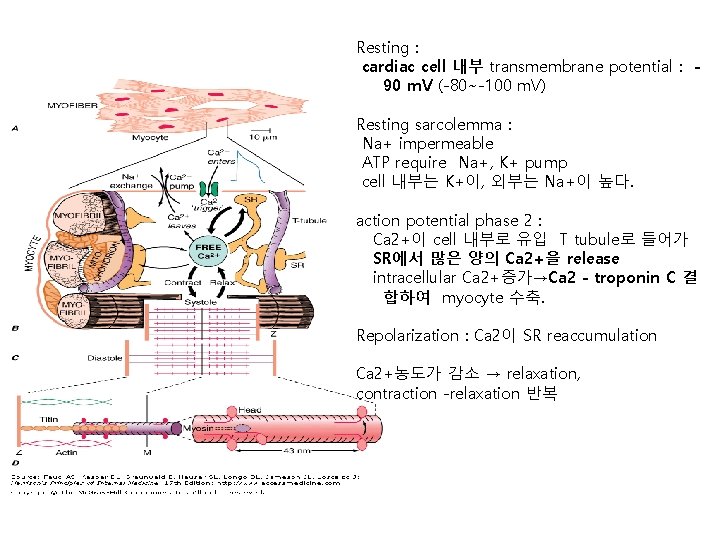 Resting : cardiac cell 내부 transmembrane potential : 90 m. V (-80~-100 m. V)