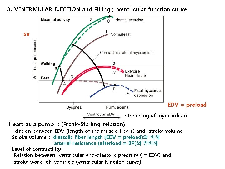 3. VENTRICULAR EJECTION and Filling ; ventricular function curve sv EDV = preload stretching