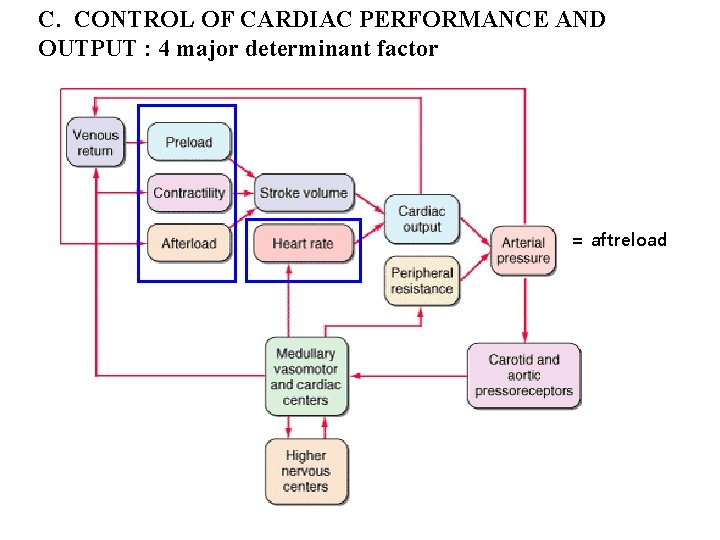 C. CONTROL OF CARDIAC PERFORMANCE AND OUTPUT : 4 major determinant factor = aftreload