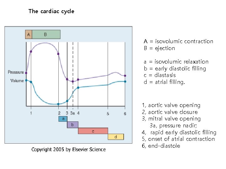 The cardiac cycle A = isovolumic contraction B = ejection a = isovolumic relaxation