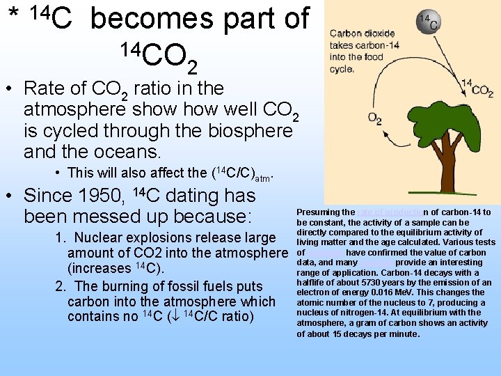 14 * C becomes part of 14 CO 2 • Rate of CO 2