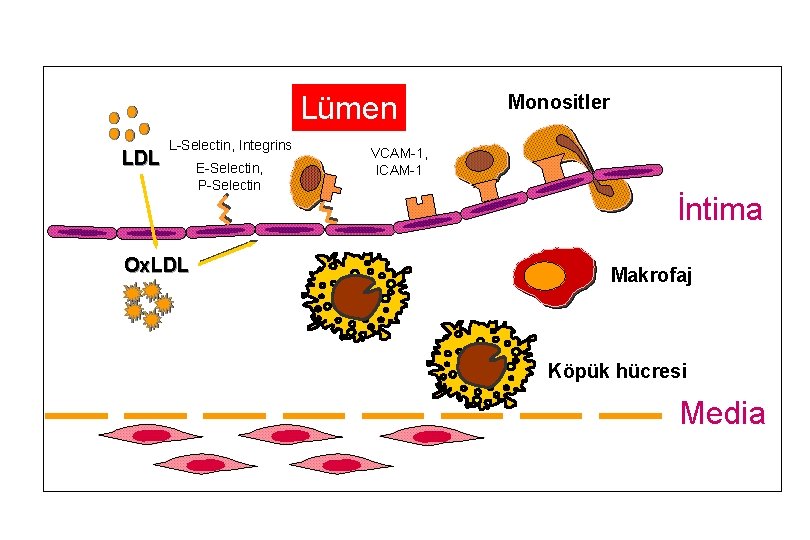 Lümen LDL L-Selectin, Integrins Ox. LDL E-Selectin, P-Selectin Monositler VCAM-1, ICAM-1 İntima Makrofaj Köpük