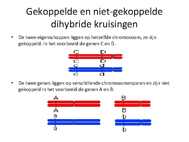 Gekoppelde en niet-gekoppelde dihybride kruisingen • De twee eigenschappen liggen op hetzelfde chromosoom, ze