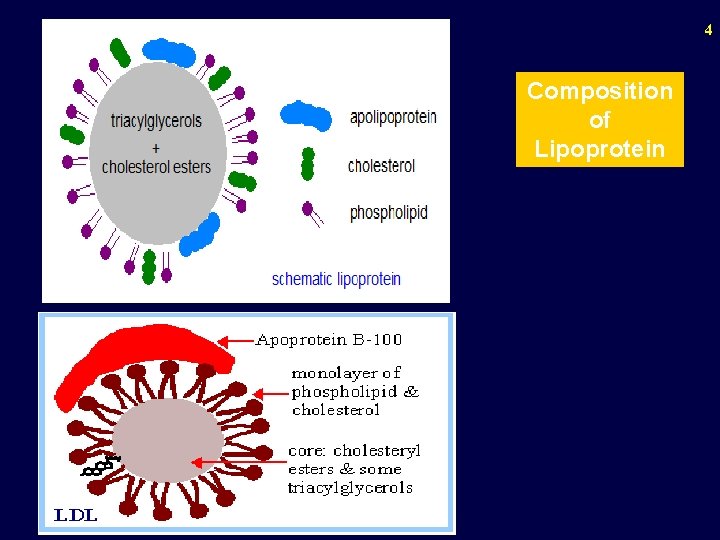4 Composition of Lipoprotein 