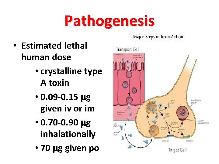 Pathogenesis • Estimated lethal human dose • crystalline type A toxin • 0. 09