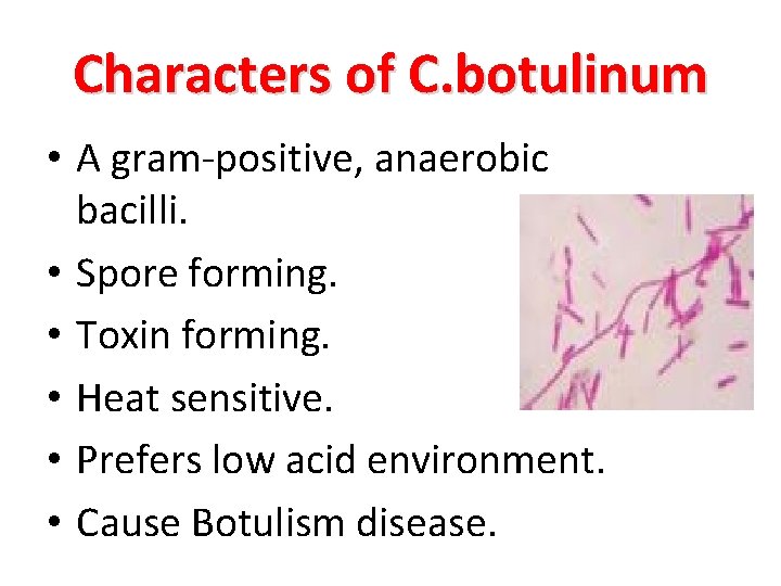 Characters of C. botulinum • A gram-positive, anaerobic bacilli. • Spore forming. • Toxin