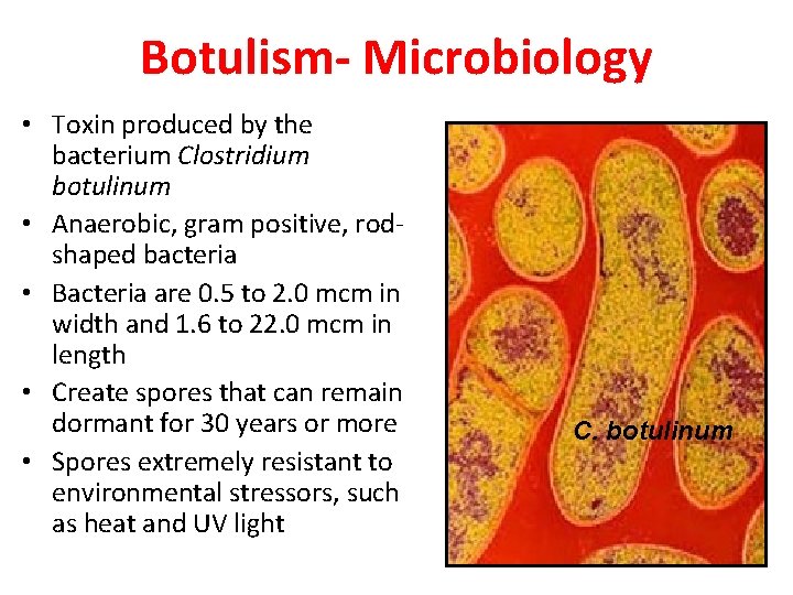 Botulism- Microbiology • Toxin produced by the bacterium Clostridium botulinum • Anaerobic, gram positive,