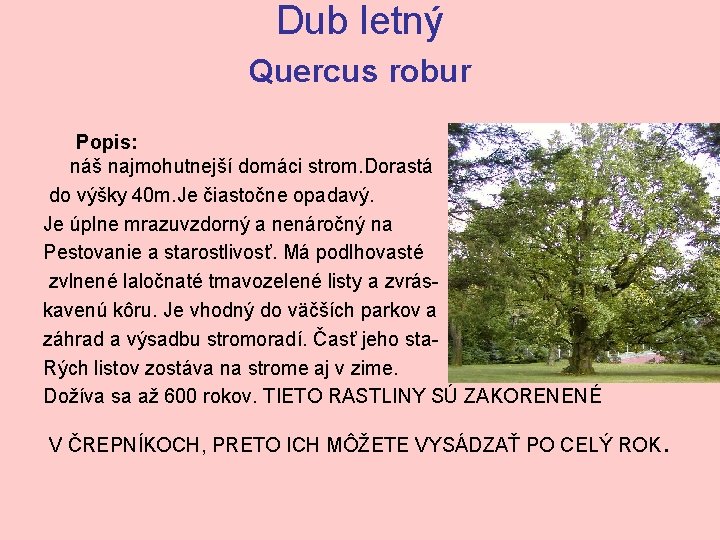 Dub letný Quercus robur Popis: náš najmohutnejší domáci strom. Dorastá do výšky 40 m.