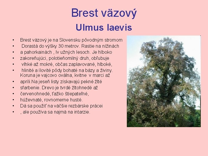 Brest väzový Ulmus laevis • • • Brest väzový je na Slovensku pôvodným stromom