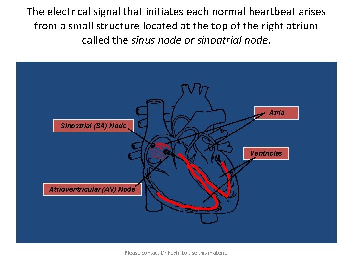The electrical signal that initiates each normal heartbeat arises from a small structure located