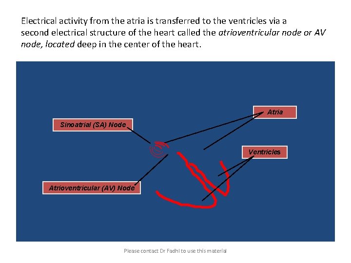 Electrical activity from the atria is transferred to the ventricles via a second electrical