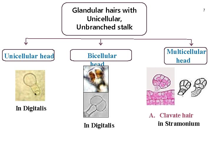 Glandular hairs with Unicellular, Unbranched stalk Unicellular head Bicellular head In Digitalis 7 Multicellular