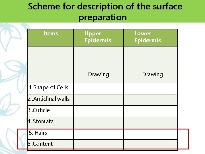 Scheme for description of the surface preparation Items Upper Epidermis Drawing 1. Shape of