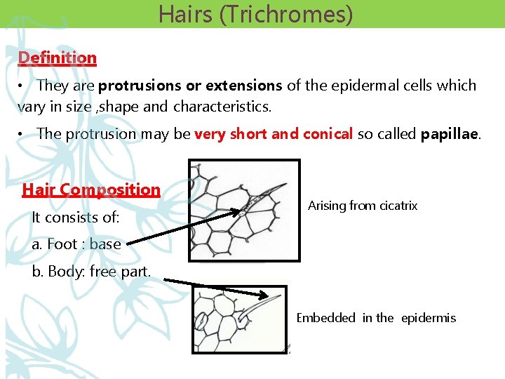 Hairs (Trichromes) Definition • They are protrusions or extensions of the epidermal cells which