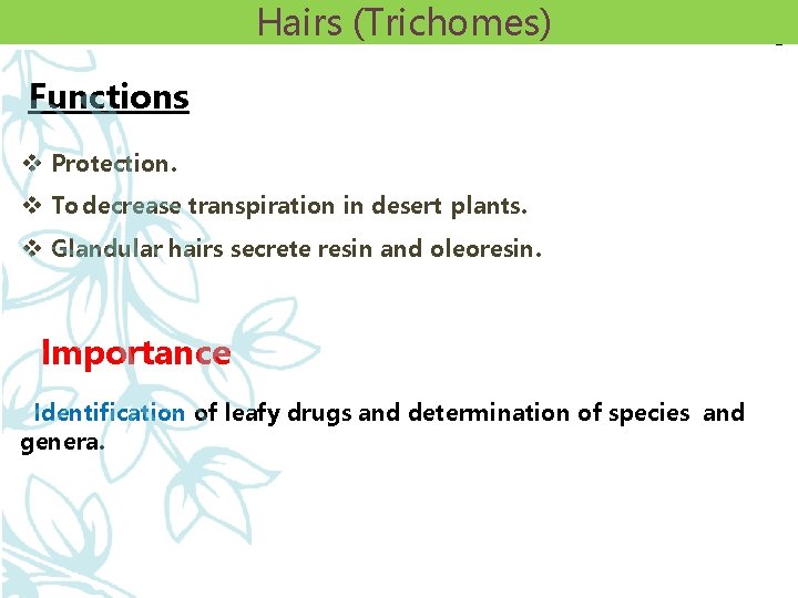 Hairs (Trichomes) Functions v Protection. v To decrease transpiration in desert plants. v Glandular