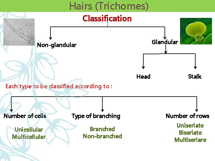 Hairs (Trichomes) Classification Glandular Non-glandular Head Stalk Each type to be classified according to