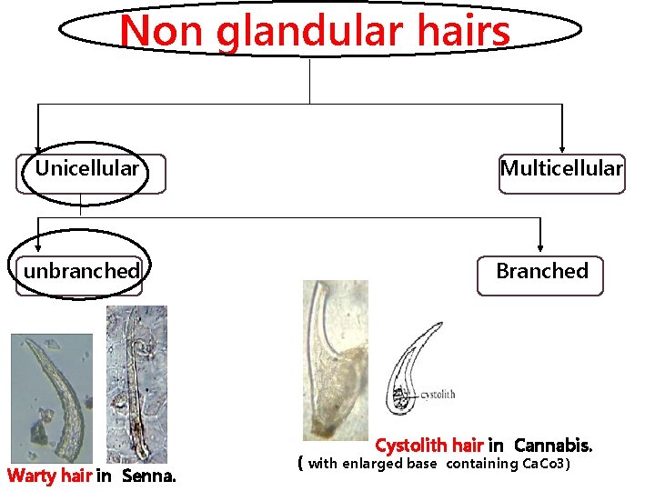 Non glandular hairs Unicellular Multicellular Branched unbranched Cystolith hair in Cannabis. Warty hair in