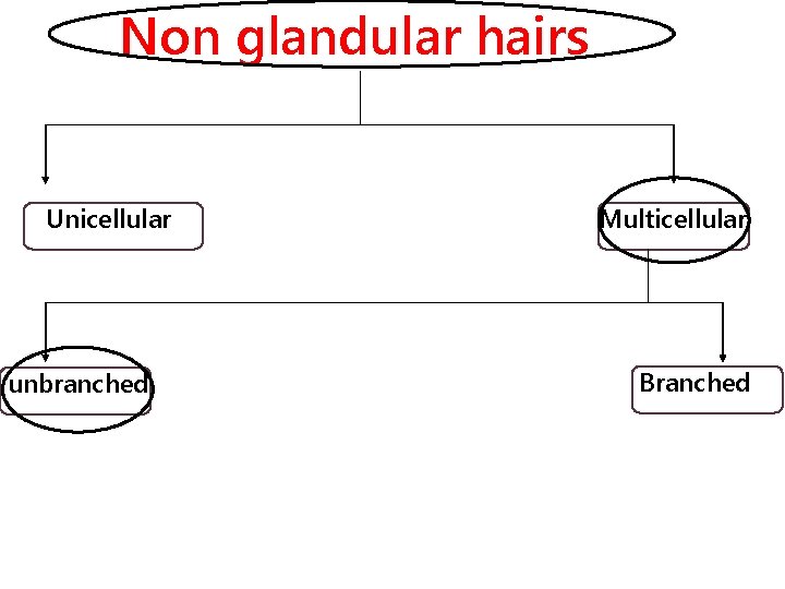 Non glandular hairs Unicellular unbranched Multicellular Branched 