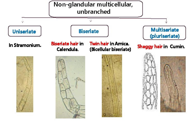 Non-glandular multicellular, unbranched Uniseriate In Stramonium. Biseriate hair in Calendula. Twin hair in Arnica.