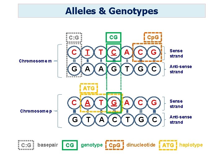 Alleles & Genotypes CG C: G Cp. G C T T C A C