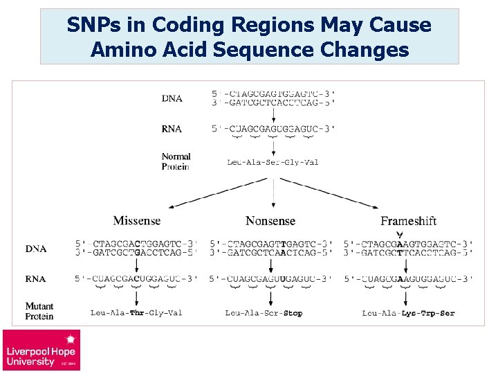 SNPs in Coding Regions May Cause Amino Acid Sequence Changes 