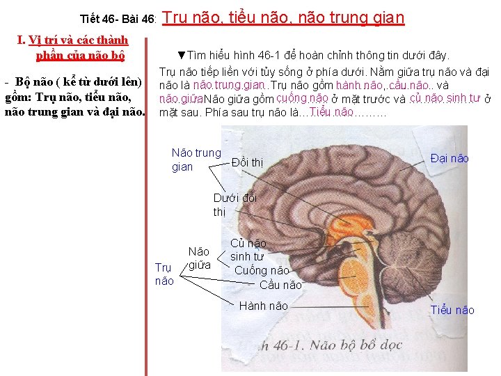 Tiết 46 - Bài 46: I. Vị trí và các thành phần của não