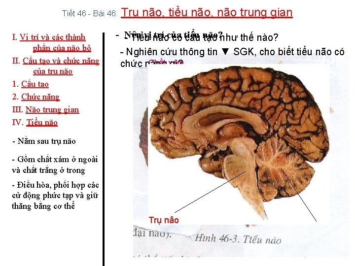 Tiết 46 - Bài 46: I. Vị trí và các thành phần của não