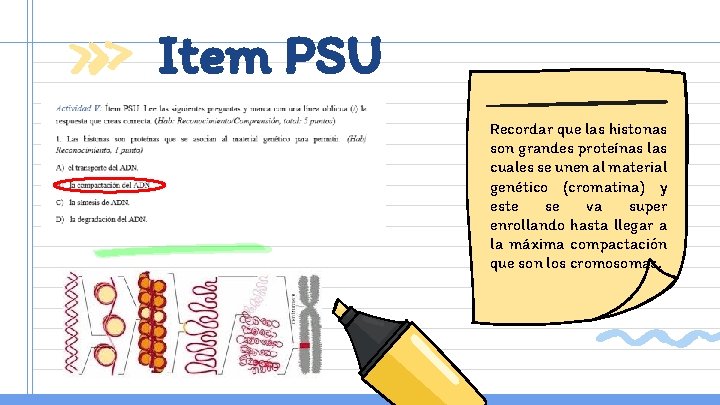 Item PSU Recordar que las histonas son grandes proteínas las cuales se unen al