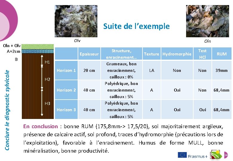 Suite de l’exemple Olv Oln + Olv A≈2 cm Conclure le diagnostic sylvicole B