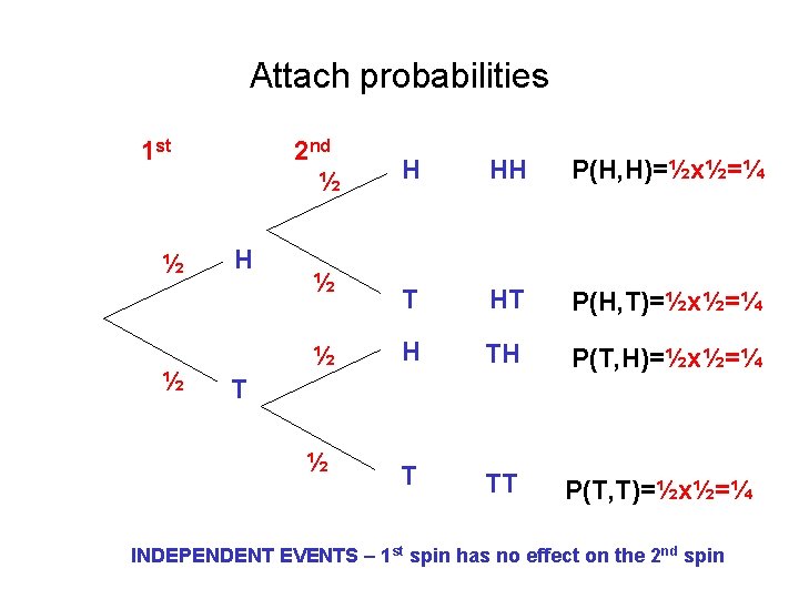 Attach probabilities 1 st ½ ½ 2 nd ½ H H HH P(H, H)=½x½=¼