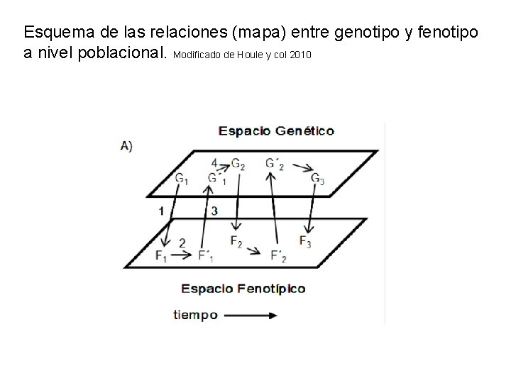 Esquema de las relaciones (mapa) entre genotipo y fenotipo a nivel poblacional. Modificado de