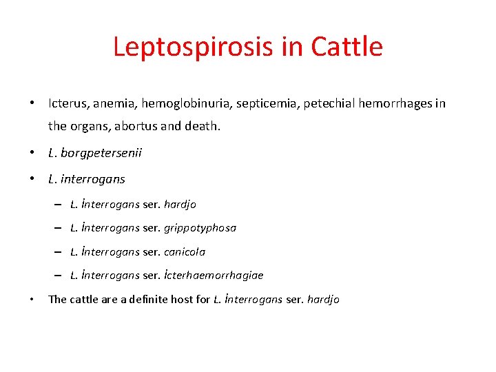 Leptospirosis in Cattle • Icterus, anemia, hemoglobinuria, septicemia, petechial hemorrhages in the organs, abortus