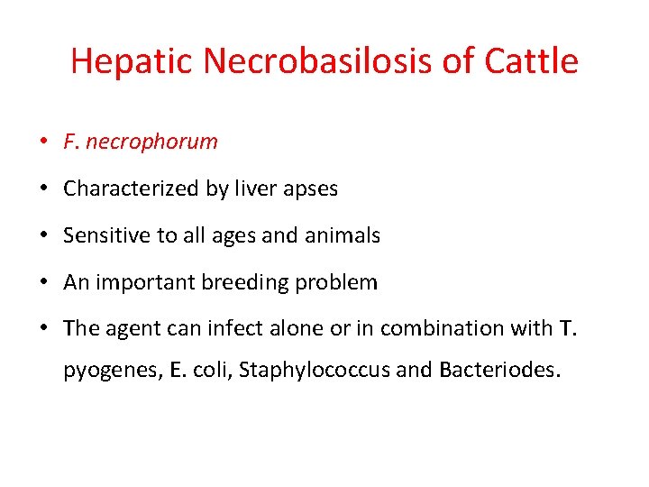 Hepatic Necrobasilosis of Cattle • F. necrophorum • Characterized by liver apses • Sensitive