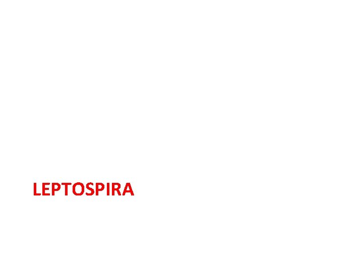 LEPTOSPIRA 
