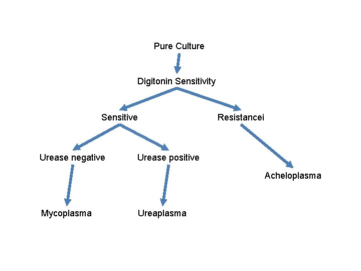 Pure Culture Digitonin Sensitivity Sensitive Urease negative Resistancei Urease positive Acheloplasma Mycoplasma Ureaplasma 
