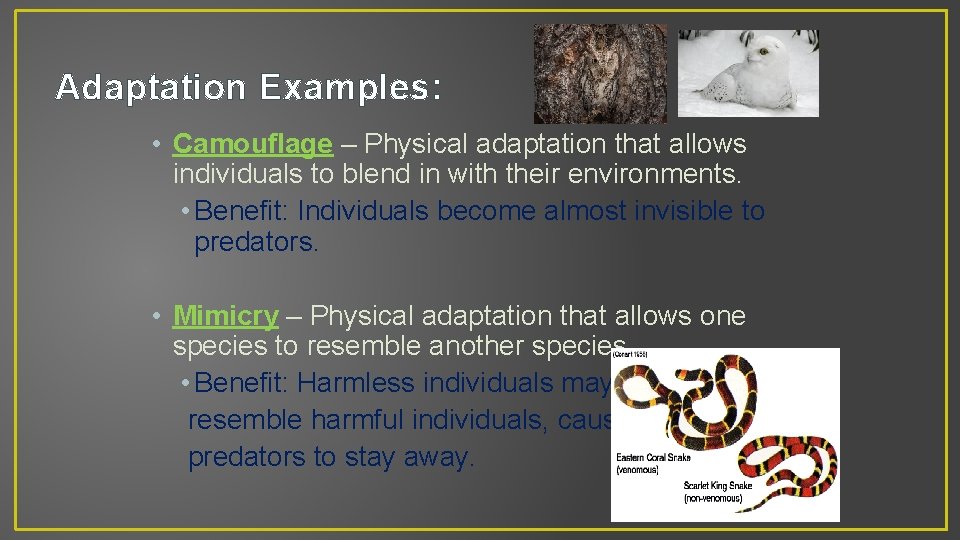 Adaptation Examples: • Camouflage – Physical adaptation that allows individuals to blend in with