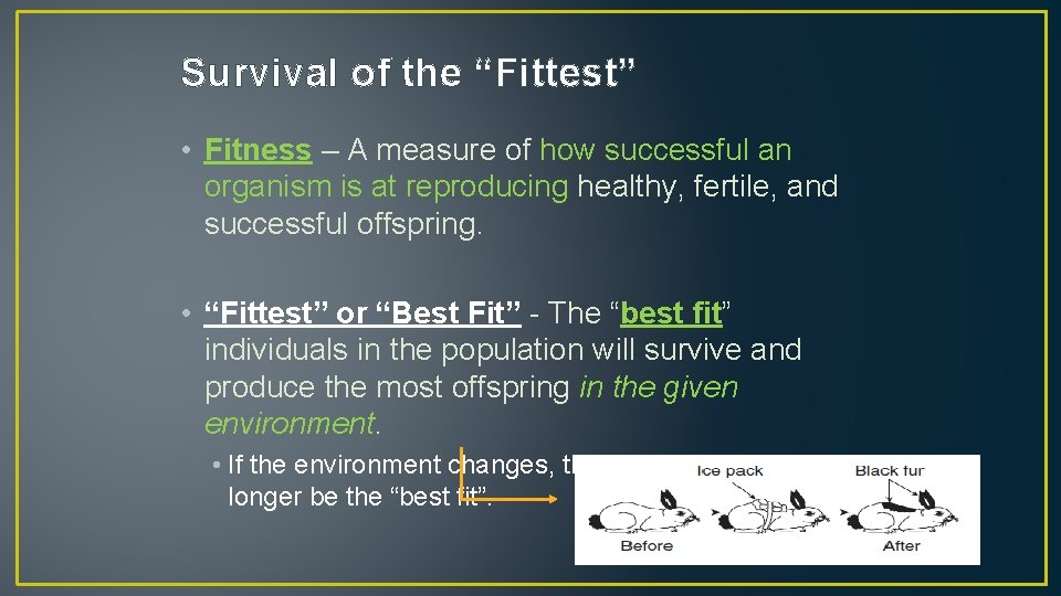 Survival of the “Fittest” • Fitness – A measure of how successful an organism