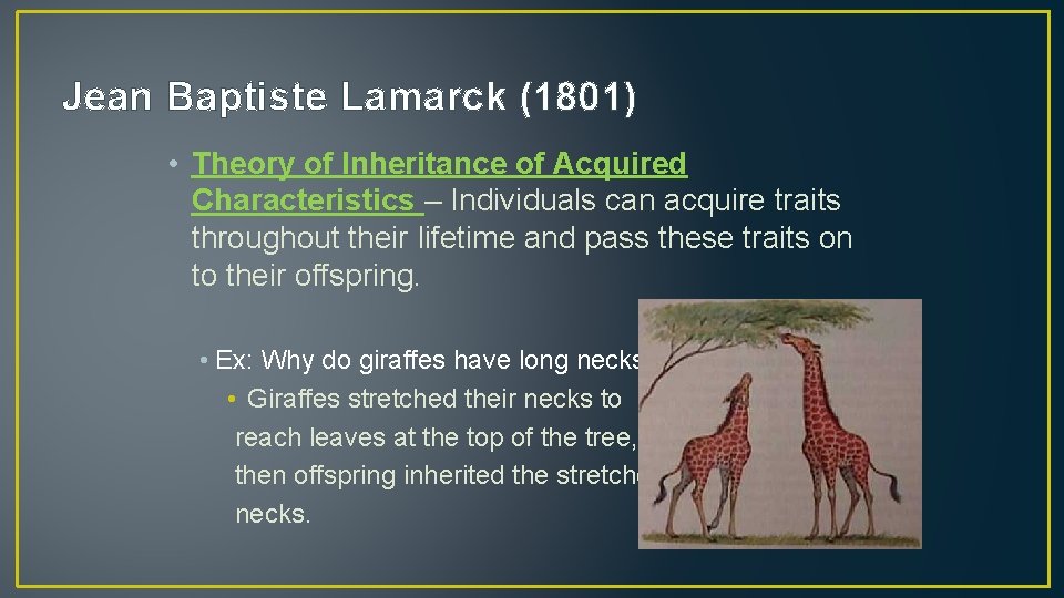 Jean Baptiste Lamarck (1801) • Theory of Inheritance of Acquired Characteristics – Individuals can