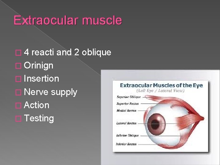 Extraocular muscle � 4 reacti and 2 oblique � Orinign � Insertion � Nerve