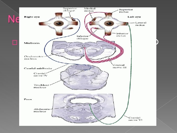 Nerve supply � All by oculomotor nerve except LR and SO 