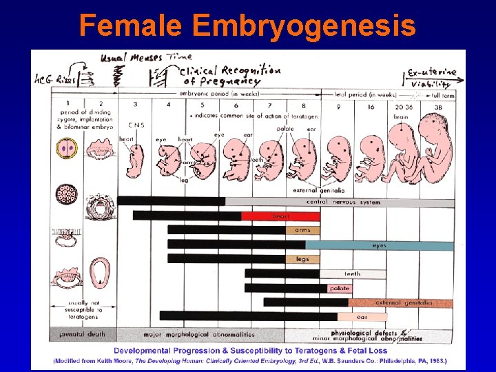 Female Embryogenesis 