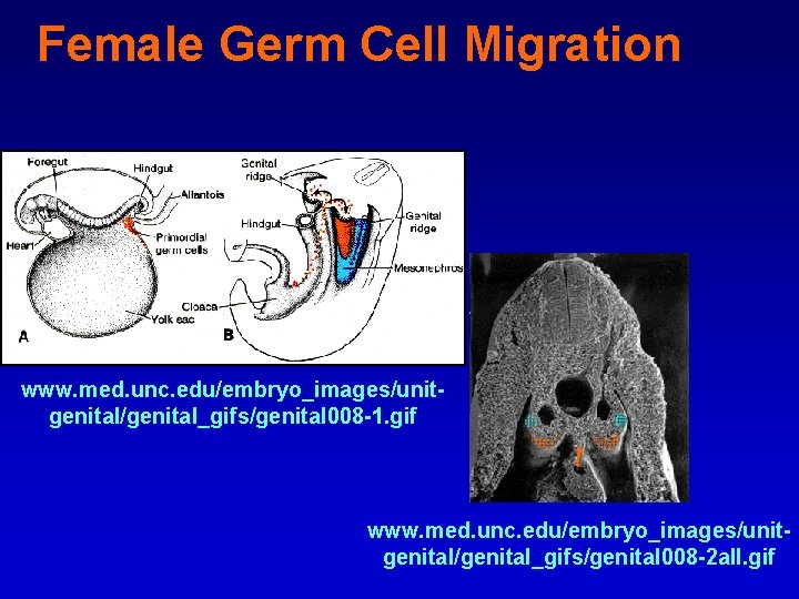 Female Germ Cell Migration www. med. unc. edu/embryo_images/unitgenital/genital_gifs/genital 008 -1. gif www. med. unc.