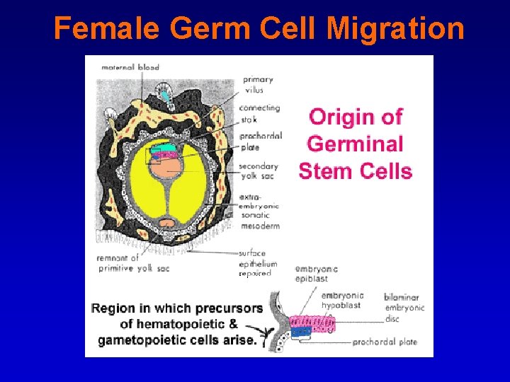 Female Germ Cell Migration 