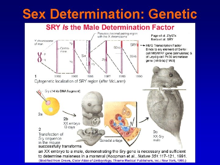 Sex Determination: Genetic 