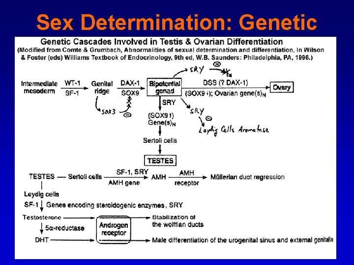 Sex Determination: Genetic 
