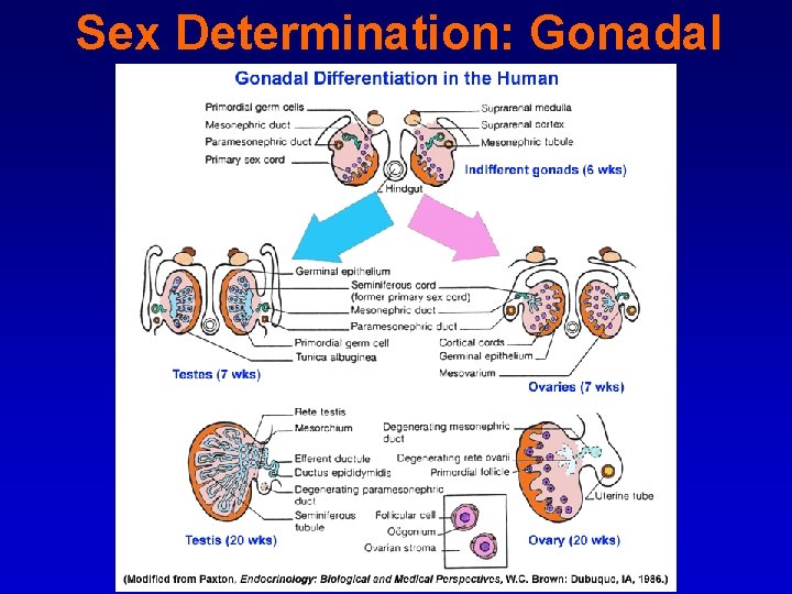 Sex Determination: Gonadal 