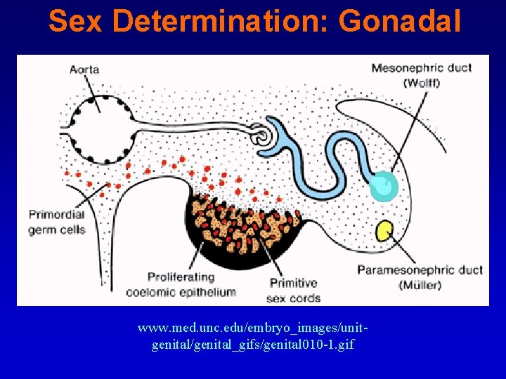 Sex Determination: Gonadal www. med. unc. edu/embryo_images/unitgenital/genital_gifs/genital 010 -1. gif 